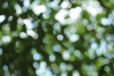 Bokeh güzel yeşillik doğa yeşil ağaç, parlak sabah güneşi pırıl pırıl parıldıyor ve yaz mevsiminin yeşil yaprakları arasında çiçek açıyor.