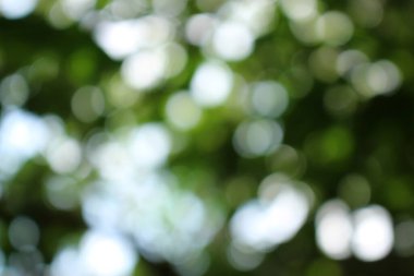 Bokeh güzel yeşillik doğa yeşil ağaç, parlak sabah güneşi pırıl pırıl parıldıyor ve yaz mevsiminin yeşil yaprakları arasında çiçek açıyor.