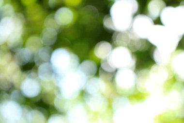 Bokeh güzel yeşillik doğa yeşil ağaç, parlak sabah güneşi pırıl pırıl parıldıyor ve yaz mevsiminin yeşil yaprakları arasında çiçek açıyor.