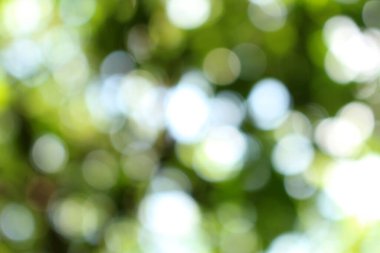 Bokeh güzel yeşillik doğa yeşil ağaç, parlak sabah güneşi pırıl pırıl parıldıyor ve yaz mevsiminin yeşil yaprakları arasında çiçek açıyor.