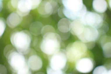 Bokeh güzel yeşillik doğa yeşil ağaç, parlak sabah güneşi pırıl pırıl parıldıyor ve yaz mevsiminin yeşil yaprakları arasında çiçek açıyor.