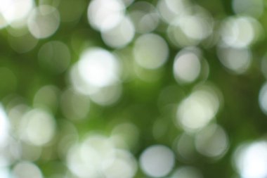 Bokeh güzel yeşillik doğa yeşil ağaç, parlak sabah güneşi pırıl pırıl parıldıyor ve yaz mevsiminin yeşil yaprakları arasında çiçek açıyor.