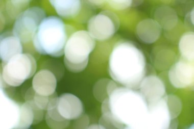 Bokeh güzel yeşillik doğa yeşil ağaç, parlak sabah güneşi pırıl pırıl parıldıyor ve yaz mevsiminin yeşil yaprakları arasında çiçek açıyor.