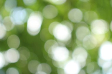 Bokeh güzel yeşillik doğa yeşil ağaç, parlak sabah güneşi pırıl pırıl parıldıyor ve yaz mevsiminin yeşil yaprakları arasında çiçek açıyor.