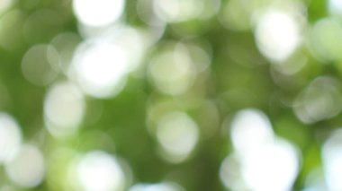Bokeh güzel yeşillik doğa yeşil ağaç, parlak sabah güneşi pırıl pırıl parıldıyor ve yaz mevsiminin yeşil yaprakları arasında çiçek açıyor.