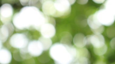 Bokeh güzel yeşillik doğa yeşil ağaç, parlak sabah güneşi pırıl pırıl parıldıyor ve yaz mevsiminin yeşil yaprakları arasında çiçek açıyor.