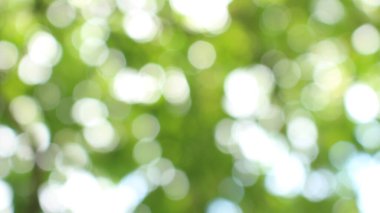 Bokeh güzel yeşillik doğa yeşil ağaç, parlak sabah güneşi pırıl pırıl parıldıyor ve yaz mevsiminin yeşil yaprakları arasında çiçek açıyor.