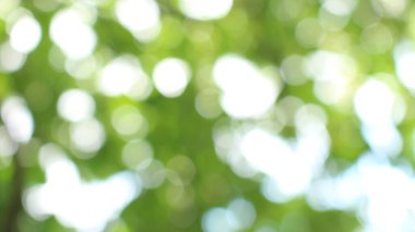 Bokeh güzel yeşillik doğa yeşil ağaç, parlak sabah güneşi pırıl pırıl parıldıyor ve yaz mevsiminin yeşil yaprakları arasında çiçek açıyor.