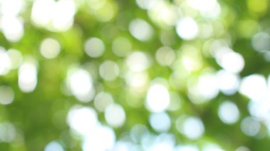 Bokeh güzel yeşillik doğa yeşil ağaç, parlak sabah güneşi pırıl pırıl parıldıyor ve yaz mevsiminin yeşil yaprakları arasında çiçek açıyor.