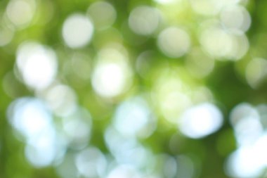 Bokeh güzel yeşillik doğa yeşil ağaç, parlak sabah güneşi pırıl pırıl parıldıyor ve yaz mevsiminin yeşil yaprakları arasında çiçek açıyor.