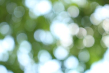 Bokeh güzel yeşillik doğa yeşil ağaç, parlak sabah güneşi pırıl pırıl parıldıyor ve yaz mevsiminin yeşil yaprakları arasında çiçek açıyor.