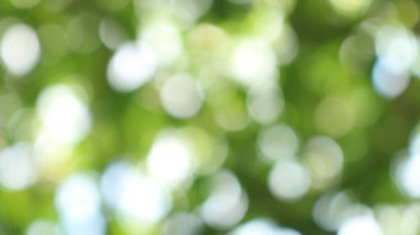 Bokeh güzel yeşillik doğa yeşil ağaç, parlak sabah güneşi pırıl pırıl parıldıyor ve yaz mevsiminin yeşil yaprakları arasında çiçek açıyor.