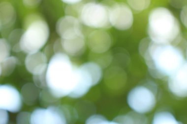 Bokeh güzel yeşillik doğa yeşil ağaç, parlak sabah güneşi pırıl pırıl parıldıyor ve yaz mevsiminin yeşil yaprakları arasında çiçek açıyor.