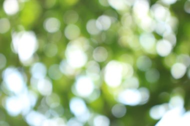 Bokeh güzel yeşillik doğa yeşil ağaç, parlak sabah güneşi pırıl pırıl parıldıyor ve yaz mevsiminin yeşil yaprakları arasında çiçek açıyor.