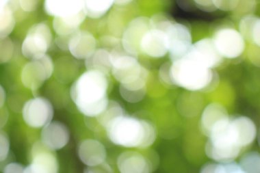 Bokeh güzel yeşillik doğa yeşil ağaç, parlak sabah güneşi pırıl pırıl parıldıyor ve yaz mevsiminin yeşil yaprakları arasında çiçek açıyor.