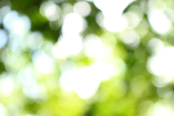 stock image bokeh nice foliage nature green tree, Bright morning sunshine sparkling and bursting through blurry summer green foliage of blooming background