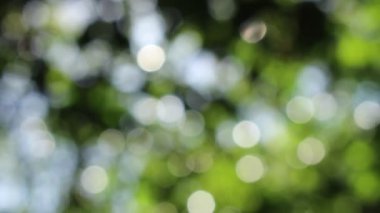 Bokeh güzel yeşillik doğa yeşil ağaç, parlak sabah güneşi ışıl ışıl parıldıyor ve bulanık yaz yeşil yaprakları arasından fışkırıyor. 
