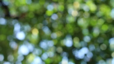 Bokeh güzel yeşillik doğa yeşil ağaç, parlak sabah güneşi ışıl ışıl parıldıyor ve bulanık yaz yeşil yaprakları arasından fışkırıyor. 