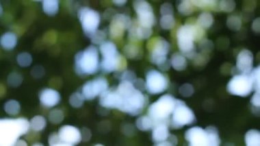 Bokeh güzel yeşillik doğa yeşil ağaç, parlak sabah güneşi ışıl ışıl parıldıyor ve bulanık yaz yeşil yaprakları arasından fışkırıyor. 