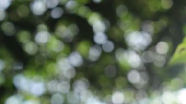 Bokeh güzel yeşillik doğa yeşil ağaç, parlak sabah güneşi ışıl ışıl parıldıyor ve bulanık yaz yeşil yaprakları arasından fışkırıyor. 