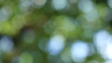 Bokeh güzel yeşillik doğa yeşil ağaç, parlak sabah güneşi ışıl ışıl parıldıyor ve bulanık yaz yeşil yaprakları arasından fışkırıyor. 