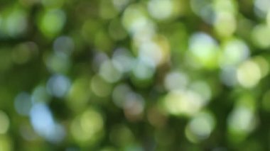 Bokeh güzel yeşillik doğa yeşil ağaç, parlak sabah güneşi ışıl ışıl parıldıyor ve bulanık yaz yeşil yaprakları arasından fışkırıyor. 