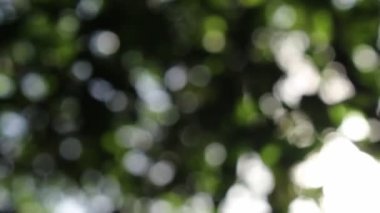 Bokeh güzel yeşillik doğa yeşil ağaç, parlak sabah güneşi ışıl ışıl parıldıyor ve bulanık yaz yeşil yaprakları arasından fışkırıyor. 