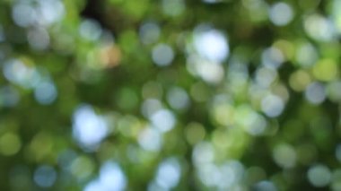 Bokeh güzel yeşillik doğa yeşil ağaç, parlak sabah güneşi ışıl ışıl parıldıyor ve bulanık yaz yeşil yaprakları arasından fışkırıyor. 