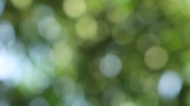 Bokeh güzel yeşillik doğa yeşil ağaç, parlak sabah güneşi ışıl ışıl parıldıyor ve bulanık yaz yeşil yaprakları arasından fışkırıyor. 