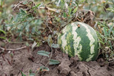 Tarlada olgun karpuz. Yakın plan.