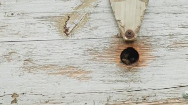 Arı kovanına yakın çekim. Bal arıları kovanlara nektarla dalarlar. Bal üretimi. Arıcılık. Boşluğu kopyala.