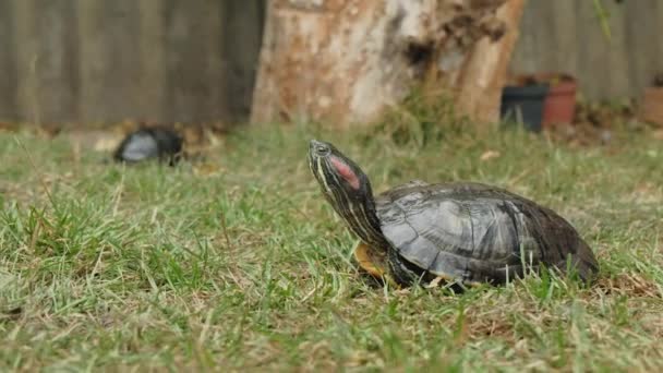 Eine Schildkröte Auf Dem Gras Erkundet Stolz Die Umgebung Ein — Stockvideo