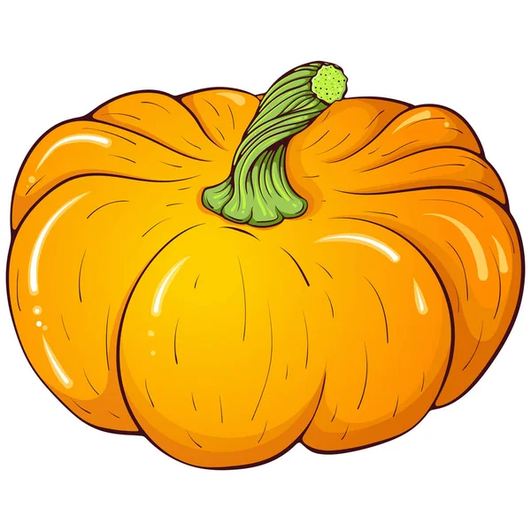 Whole Orange Pumpkin Vector Color Illustrations Hand Drawn Cartoon Style — Stock Vector