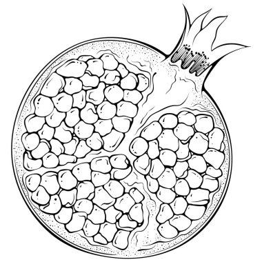 Half pomegranate with seeds and peel. Vector illustration in hand drawn sketch doodle style. Line art botanical natural ingredient for fresh juice isolated on white. Close up fruit. For coloring book