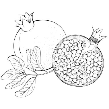 Whole and half pomegranate with leaves. Vector illustration in hand drawn sketch doodle style. Line art botanical natural ingredient for juice isolated on white. Close up fruit. Coloring book page