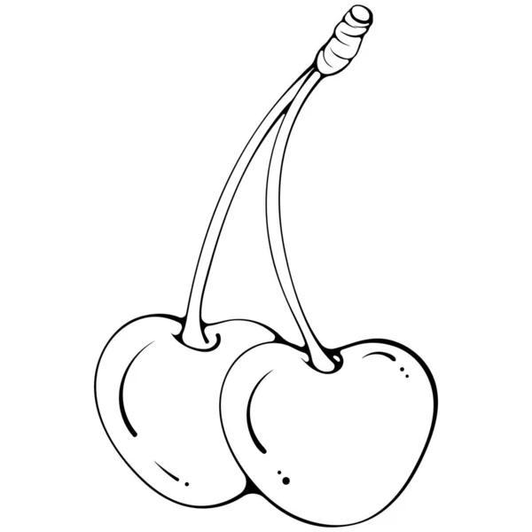 Two Whole Cherries Stalk Vector Illustration Hand Drawn Sketch Doodle — Stok Vektör
