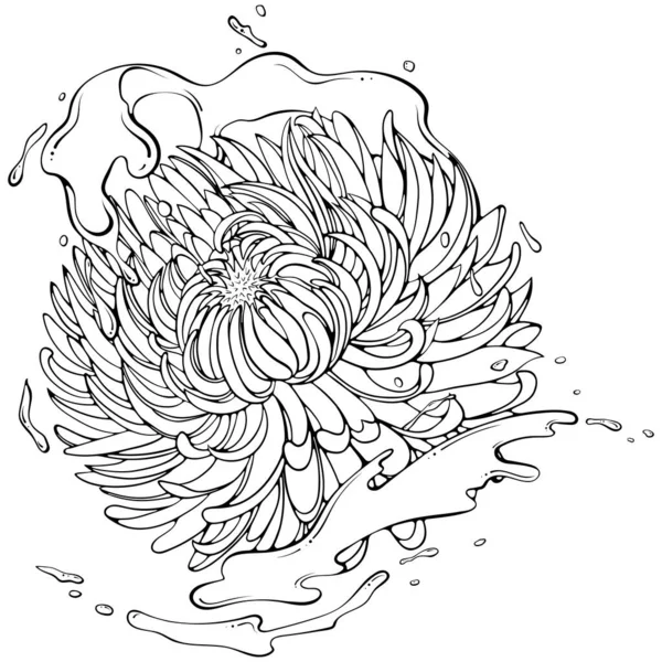 Chrysanthemenblüte Mit Wasser Oder Farbspritzern Vektor Illustrationen Handgezeichneten Skizzenkritzelstil Line — Stockvektor