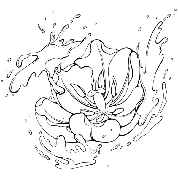 郁金香花与水或油漆飞溅 矢量插图手绘草图涂鸦风格 在白色上隔绝的线状植物 关闭开花的花朵 — 图库矢量图片