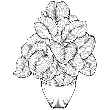 Tenceresinde geniş yapraklar olan yüksek çiçekli Calathea. Elle çizilmiş vektör çizimleri beyaza izole edilmiş karalama stili. Ofisin içi için bitki dikin. Çizgili yapraklı bitki.