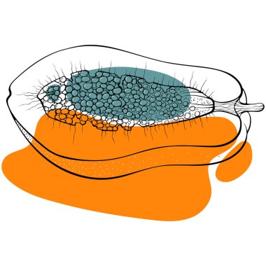 Tohumları özetlenmiş yarım papaya. Soyut renkli benekleri olan şık bir eskiz. Lekeli siyah çizgiler, leke. Beyaz üzerine izole edilmiş modern illüstrasyon. Baskı ve logo için egzotik meyve tasarımı