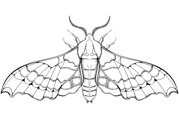 双子の斑点のあるスフィンクス蛾 虫蝶の飛行 アイコン タトゥー 着色本のためのデザイン要素 手描きの漫画のスケッチスタイルでベクトルイラスト 白を基調とした線画 — ストックベクタ