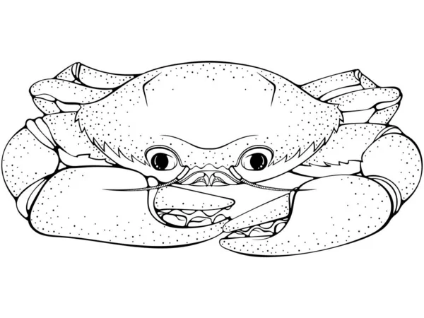 螃蟹前视图 黑色矢量插图手绘草图涂鸦风格 配色书 海鲜店或菜单 标签的线条艺术 卡通画海洋动物近身 — 图库矢量图片