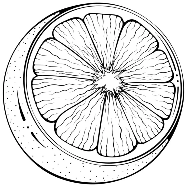 Eine Halbe Zitrone Vektor Illustrationen Handgezeichneten Skizzenkritzelstil Line Art Zitrusfrüchte — Stockvektor