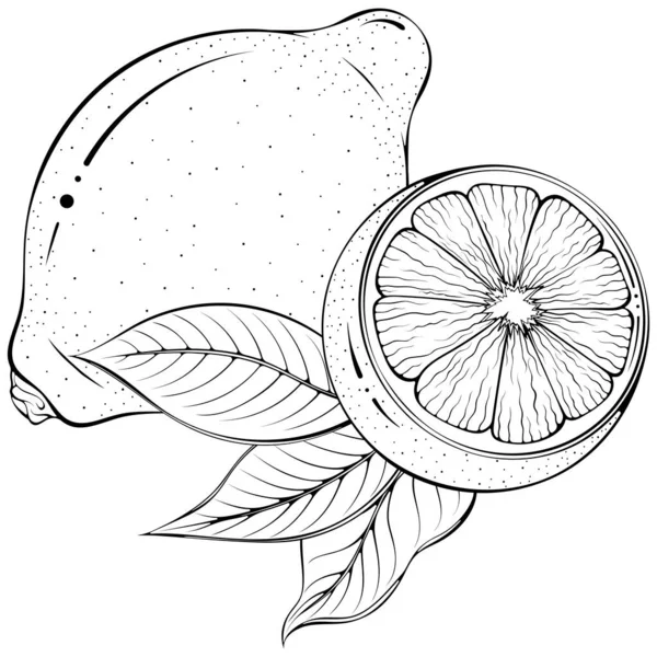 Ganze Und Eine Halbe Zitrone Mit Blättern Vektor Illustrationen Handgezeichneten — Stockvektor