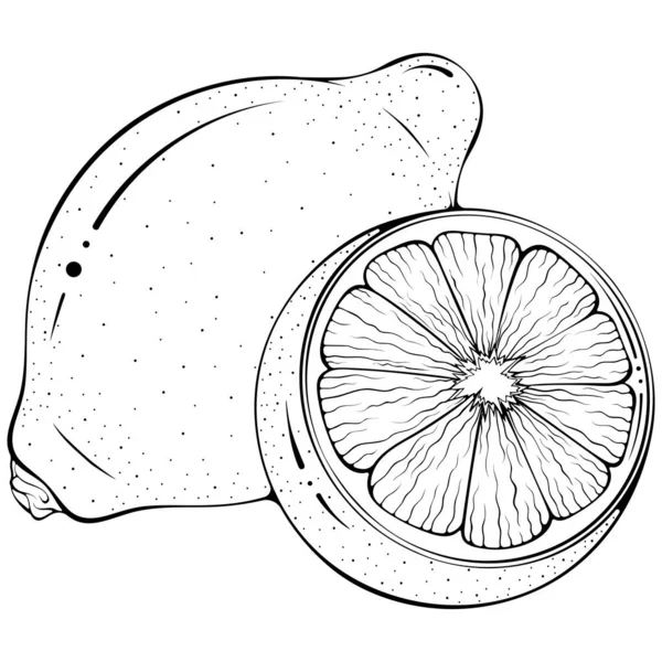 Цілий Наполовину Лимон Векторні Ілюстрації Мальованому Стилі Каракулів Вручну Лінія — стоковий вектор