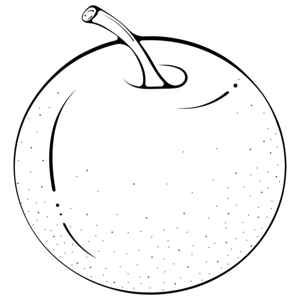 Mela Rotonda Intera Illustrazione Vettoriale Stile Scarabocchio Disegnato Mano Linea — Vettoriale Stock