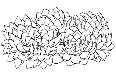 Sulu bitkiler Echeveria çiçekleri. Elle çizilmiş vektör çizimleri beyaza izole edilmiş karalama stili. Egzotik çöl bitkileri kaktüsü.