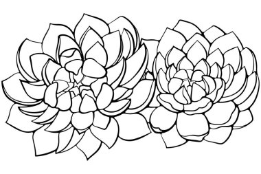 İki sulu bitki, Echeveria. Elle çizilmiş vektör çizimleri beyaza izole edilmiş karalama stili. Egzotik ev bitkileri kaktüsü.