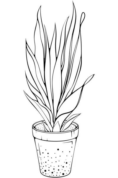 鍋に長い葉を持つハウススネーク植物 白に分離された手描きのスケッチの落書きスタイルのベクトルイラスト オフィスの内部 家の植物のための植物 プランターでドラカエナサンゼビア — ストックベクタ