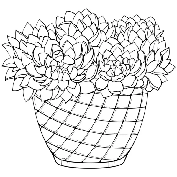 Сучасні Рослини Квіти Echeveria Квітковому Горщику Геометричними Візерунками Векторні Ілюстрації — стоковий вектор
